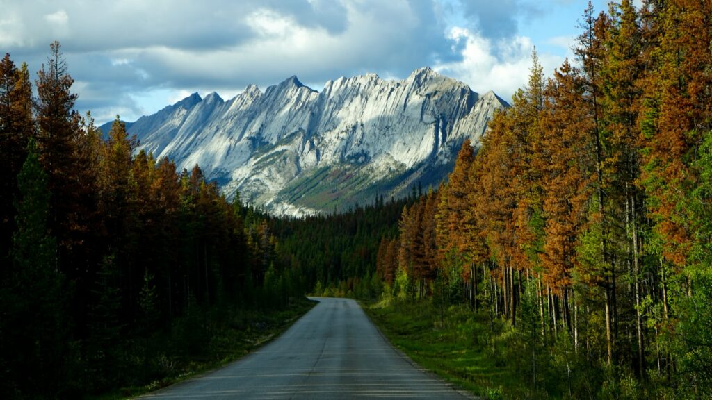 gray concrete road between green and brown trees near mountain under white clouds during daytime