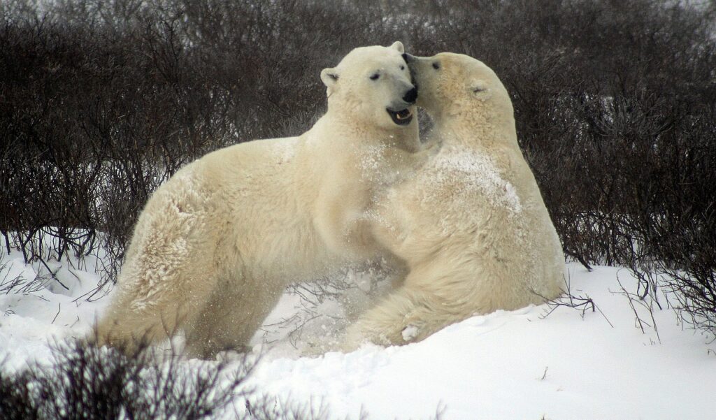 Churchill - Polar Bear Capital of the World