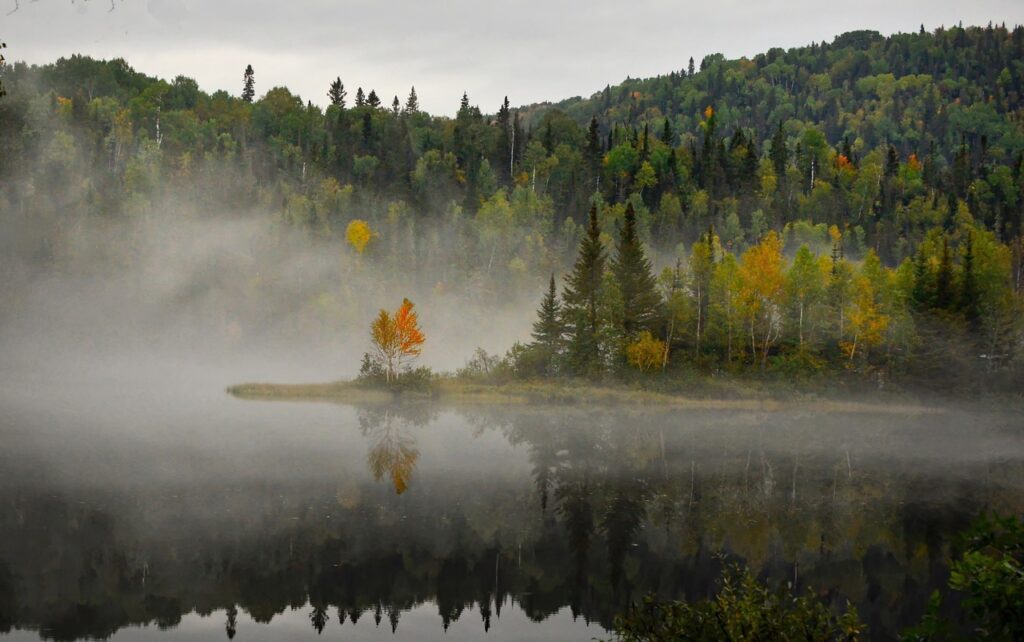 landscape, nature, fog