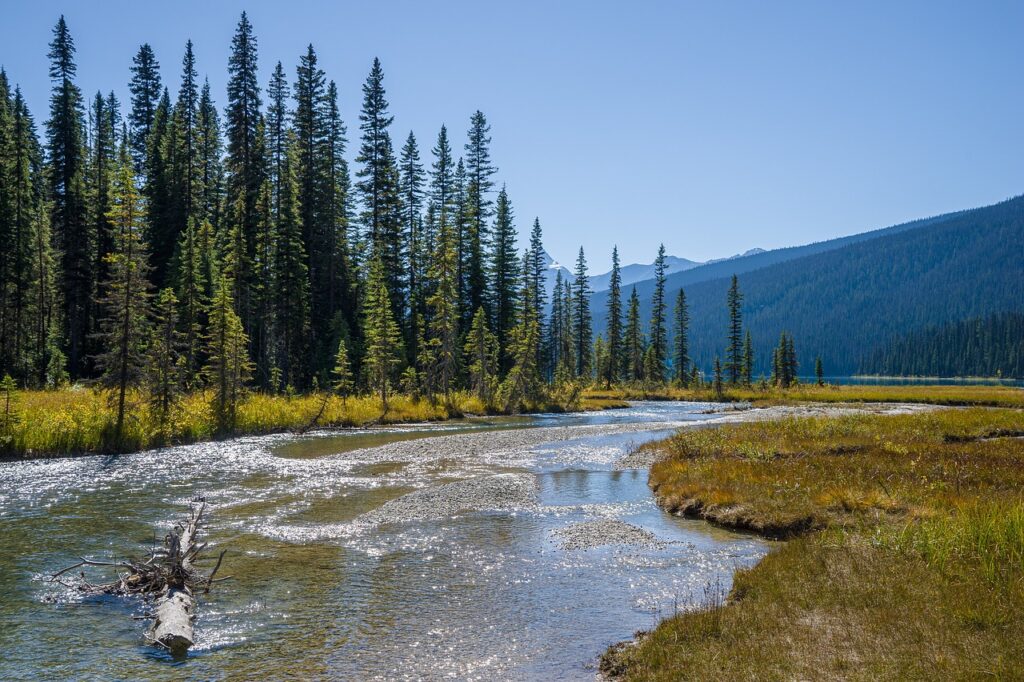 Yoho National Park: Discover the Awe-Inspiring Beauty of the Canadian Rockies - river, river bank, trees